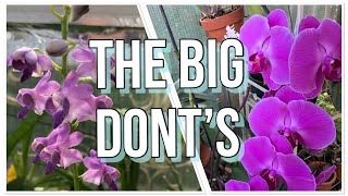 The DONT’S🚫 Phalaenopsis Orchid Care For Beginners What NOT To Do [upl. by Nnayllas]