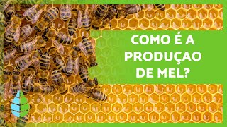 Como as ABELHAS fazem MEL 🍯🐝 Produção  Extração dos favos [upl. by Atat745]