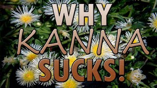 Why Kanna Sceletium Tortuosum Sucks  Why Substances Suck 6 [upl. by Lorilyn593]