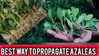 How To Propagate Azaleas From Cuttings  full explanation [upl. by Lotsyrc]