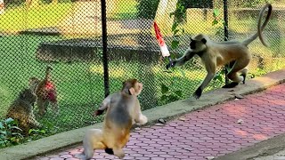 Langur vs Monkey Fight  Terrible langur monkey battle war [upl. by Neff148]