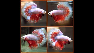 Betta Fish IMPERIAL RED DRAGON Rosetail Halfmoon Male X440 [upl. by Atikihs]