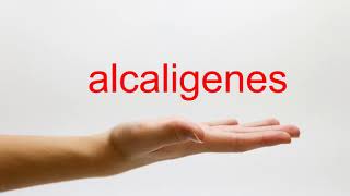 How to Pronounce alcaligenes  American English [upl. by Yasu817]