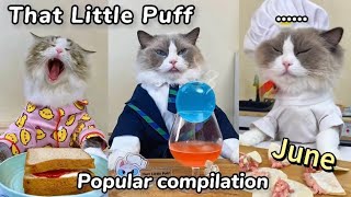 😋June Compilation  That Little Puff [upl. by Fredel804]