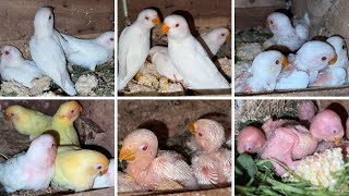 Lovebirds Mutation Albino Creamino Decino Successful Breeding Setup [upl. by Alister]