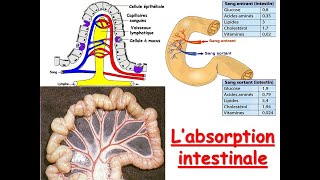 Absorption intestinale [upl. by Nadnal108]