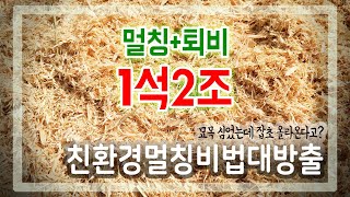 유기농식 멀칭법 비닐 쓰지 않고 멀칭＊퇴비효과 누리는 노하우 공개 [upl. by Vierno]