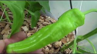 ⟹ Cubanelle Sweet Pepper Capsicum annuum var annuum [upl. by Ramirol]