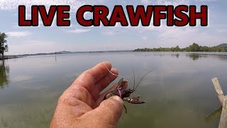 Bass Fishing With Live Crawfish [upl. by Aikam]