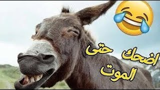 حاول ألا تموت من الضحك أفضل فيديو مضحك جدا الضحك حتي الموت  10😂😂 [upl. by Akemhs125]