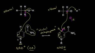 Biological redox reactions  Alcohols ethers epoxides sulfides  Organic chemistry  Khan Academy [upl. by Sobmalarah]