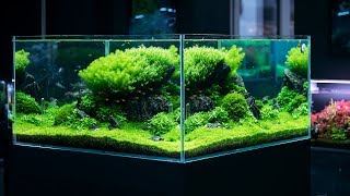 PLANTED TANK WITH A BREATHTAKING 360 VIEW  4K CINEMATIC BY GREEN AQUA [upl. by Aihsyt]