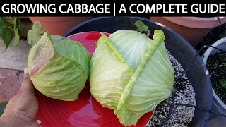 A Complete Guide To Growing Cabbage In Containers amp Raised Beds [upl. by Mialliw]