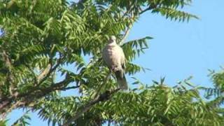 Eurasian CollaredDove calling [upl. by Akapol]