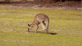 Eastern Grey Kangaroos Macropus giganteus in Girraween National Park 2 [upl. by Noillimaxam570]