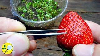 🍓 3 Métodos para Sembrar Frutillas  Fresas desde SEMILLAS en Casa [upl. by Aisats]