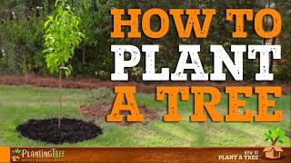 How To Plant A Tree  PlantingTree™ [upl. by Rodgers47]