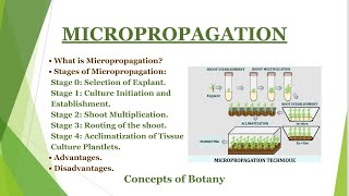 Micropropagation in Plant Tissue Culture Stages of Micropropagation Clonal Propagation Hindi [upl. by Arny917]