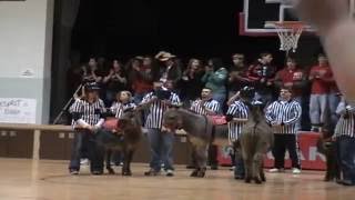 Dairyland Donkey Basketball [upl. by Eaves217]