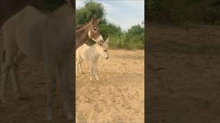 donkeys animals [upl. by Wootten]