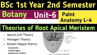 Theories of Root Apical MeristemApical Cell TheoryHistogen TheoryDermatogenPleromePeriblem [upl. by Hagi]