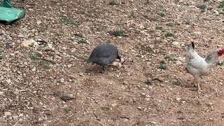 Cacería de palomas con rifle PCP FX Maverick cal22 [upl. by Urion345]