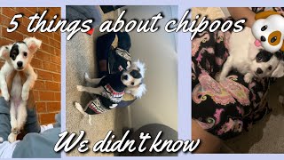 5 things I didn’t know about Chipoo Poodle x Chihuahua [upl. by Pearse]