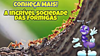 Conheça Mais  SOCIEDADE das FORMIGAS [upl. by Lebasile]