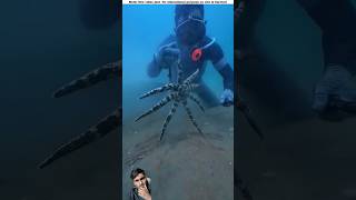 fishing creaturesfacts fish amazingfacts fisherman ocean shortvideo bangladesh [upl. by Gnohc610]