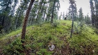 Grizzly Bear Charge in Jasper [upl. by Aretahs]