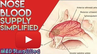 Nose Anatomy Nasal Blood Supply [upl. by Gentes]