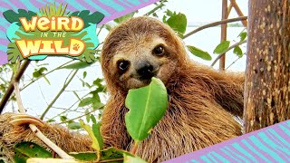 GIANT Ancient Sloths  More Facts You Didnt Know  WEIRD IN THE WILD [upl. by Irrab]