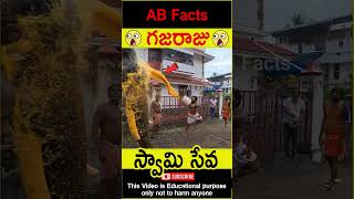 🐘గజరాజు🐘 Elephant going to temple telugufacts animals god facts shorts youtubeshorts abfacts [upl. by Lynden187]