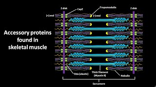 Accessory proteins found in skeletal muscle  CSIR NET LS JRF  GATE csir gate [upl. by Ginnie753]