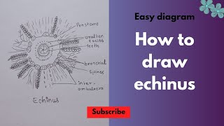 How to draw echinus diagram। Easy echinus diagram ।आसानी से echinus बनाना सीखे। [upl. by Htelimay792]