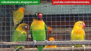 1 Hour Lovebird Sounds Aviary Series V6  High Quality Audio Live Recording [upl. by Domineca662]