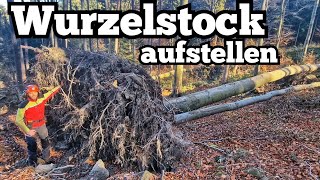 Umgestürzte Buche fällen  Wurzelstock aufstellen [upl. by Ynahirb901]