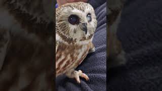 Tootsie in the clinic Northern Sawwhet Owl [upl. by Riamo]