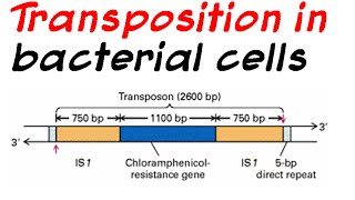 Role of transposition in bacterial cells [upl. by Moazami]