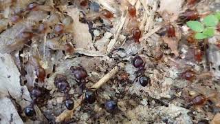 Conflict between megacephala ants and termites [upl. by Kimura625]