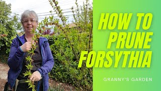 HOW TO PRUNE FORSYTHIA [upl. by Ramona]