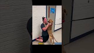 Lost for 2 Years Emotional Dog Reunites with Owner animals truestory [upl. by Noella381]