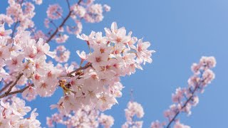 5 Facts About Cherry Blossoms [upl. by Vassily]