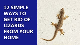 12 Incredible Ways to Get Rid of Lizards From Home  Simple Effective Remedies [upl. by Nies]