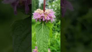 🏡🌿🌺Phlomis tuberosa Bronze Flamingo flowers garden nature [upl. by Nivrad646]