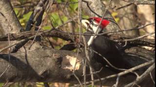 Pileated Woodpecker Call [upl. by Assiar]