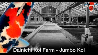 Dainichi Koi Farm  Jumbo Koi [upl. by Hendrick53]