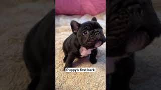 Adorable Frenchie Puppys First Squeaky Barks [upl. by Wycoff]