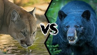 COUGAR VS BLACK BEAR  Who will win this battle [upl. by Hadeis184]