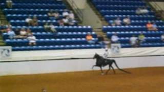 Roadster Pony Under Saddle Class with Bagheira and Willow [upl. by Zuzana]